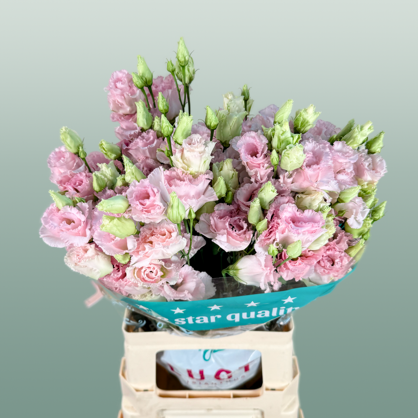 Eustoma Chac Wedding Pink