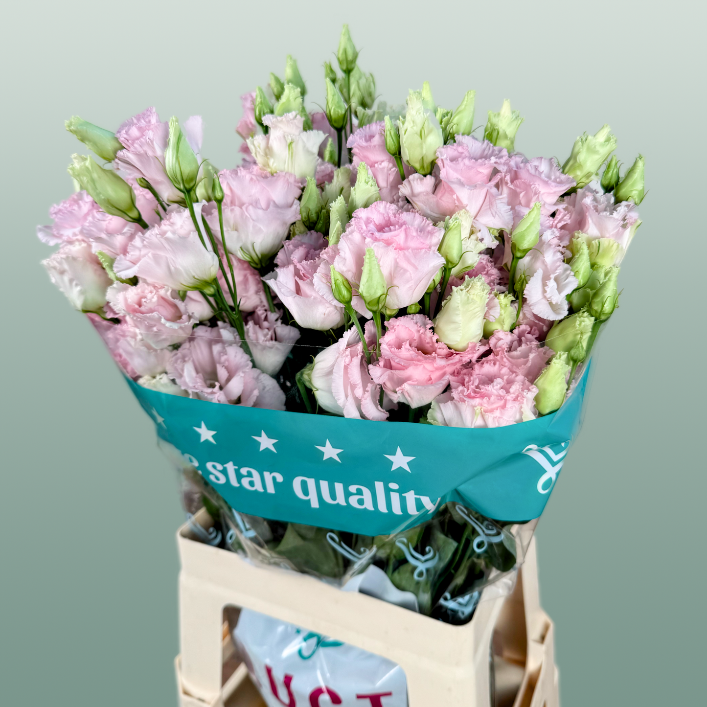 Eustoma Chac Wedding Pink