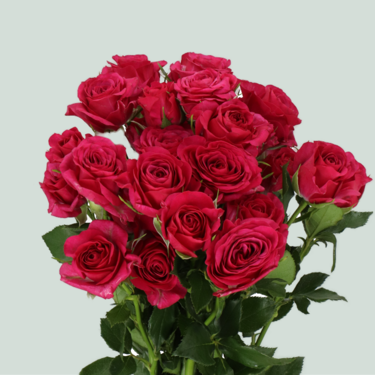 Spray Rose - Rosa - Cheyenne