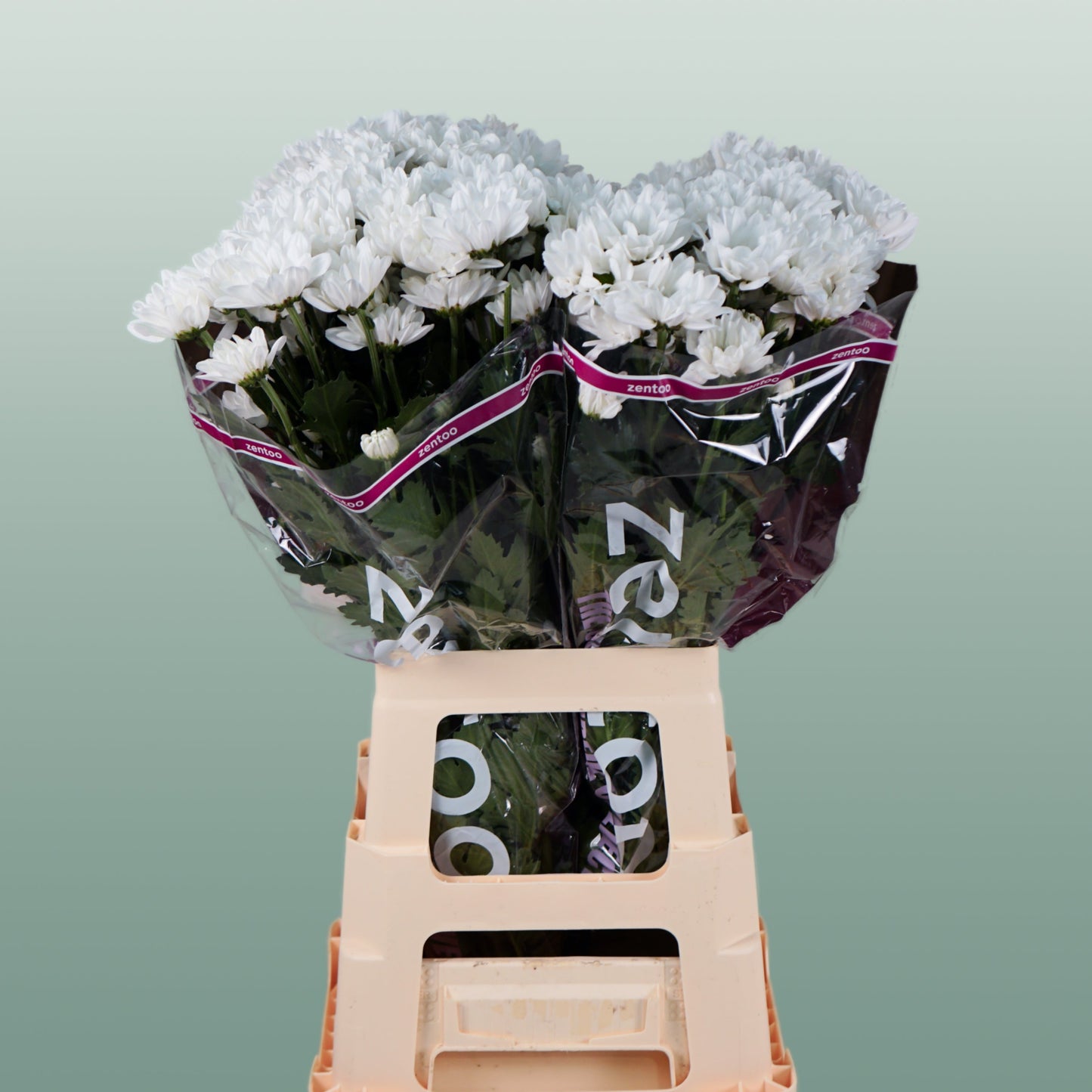 Spray Chrysanthemum - Chrysanthemum - Chic