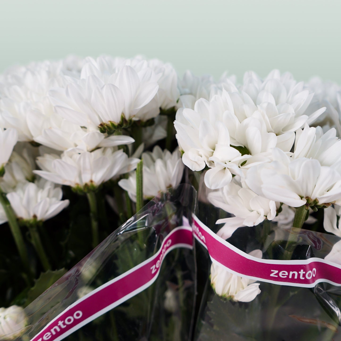 Spray Chrysanthemum - Chrysanthemum - Chic