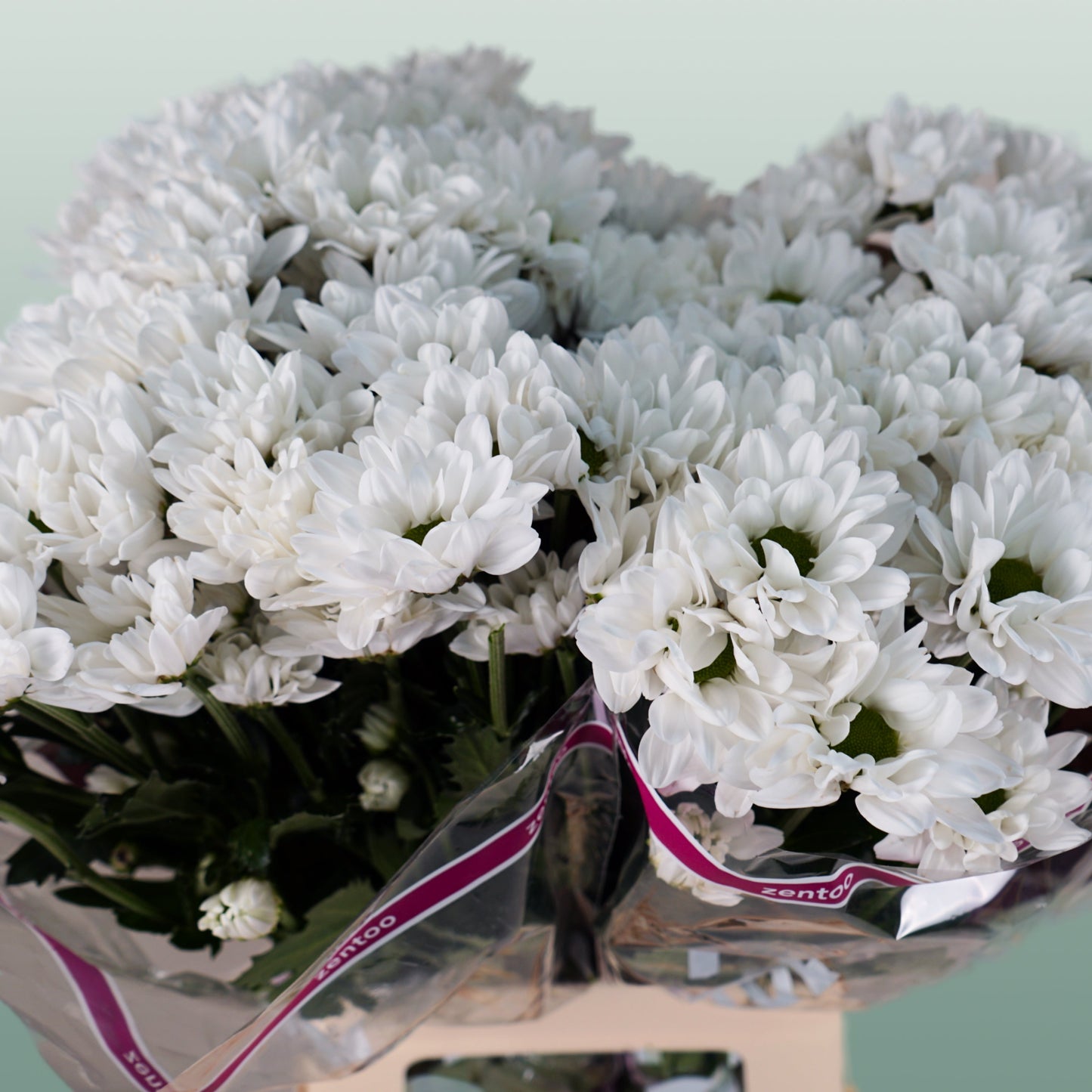 Spray Chrysanthemum - Chrysanthemum - Chic