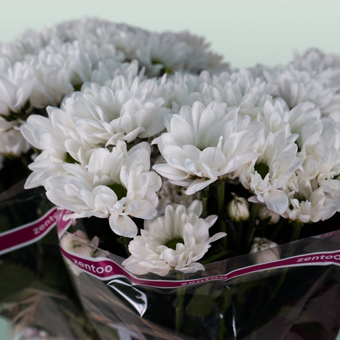 Spray Chrysanthemum - Chrysanthemum - Chic
