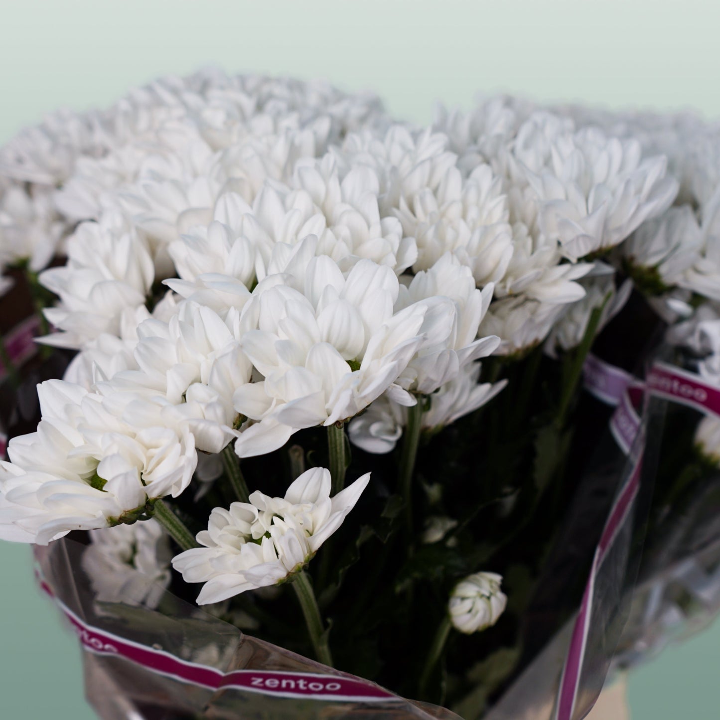 Spray Chrysanthemum - Chrysanthemum - Chic