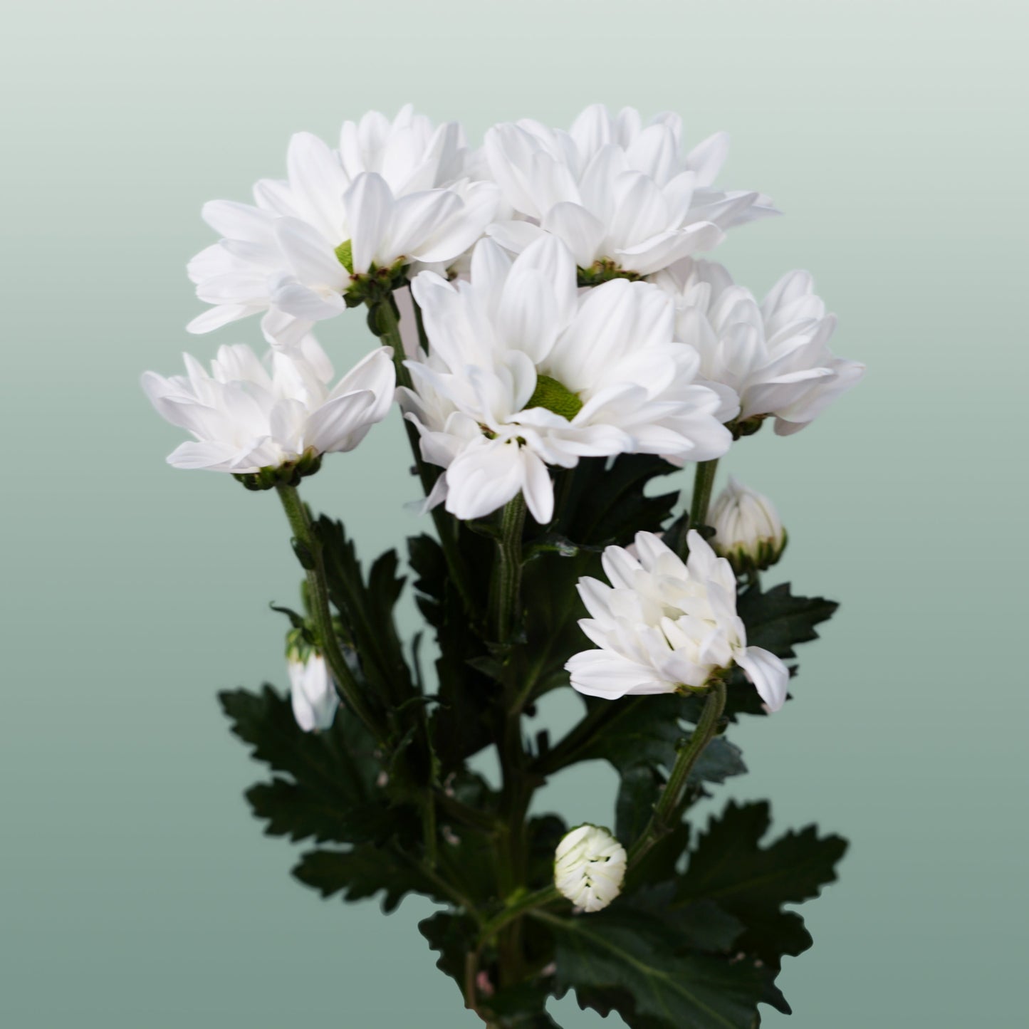Spray Chrysanthemum - Chrysanthemum - Chic