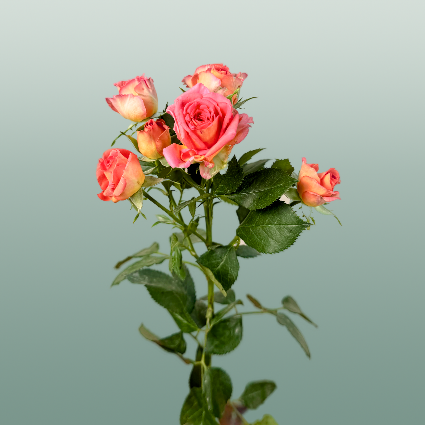 Spray Rose Chimo