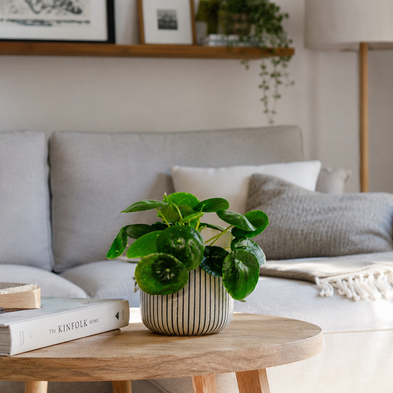 Chinese Money Plant Indoor Houseplant
