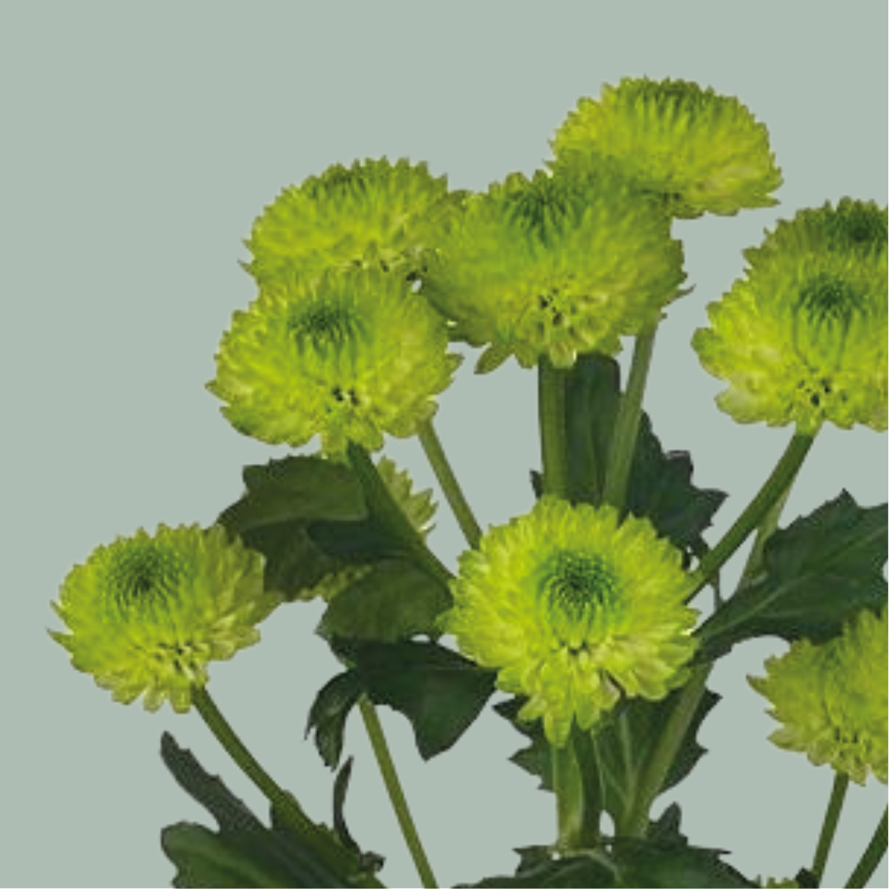 Santini Chrysanthemum - Chrysanthemum - Fiscountry