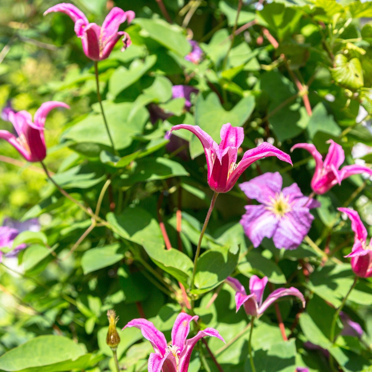 Clematis 'Princess Diana' 70cm