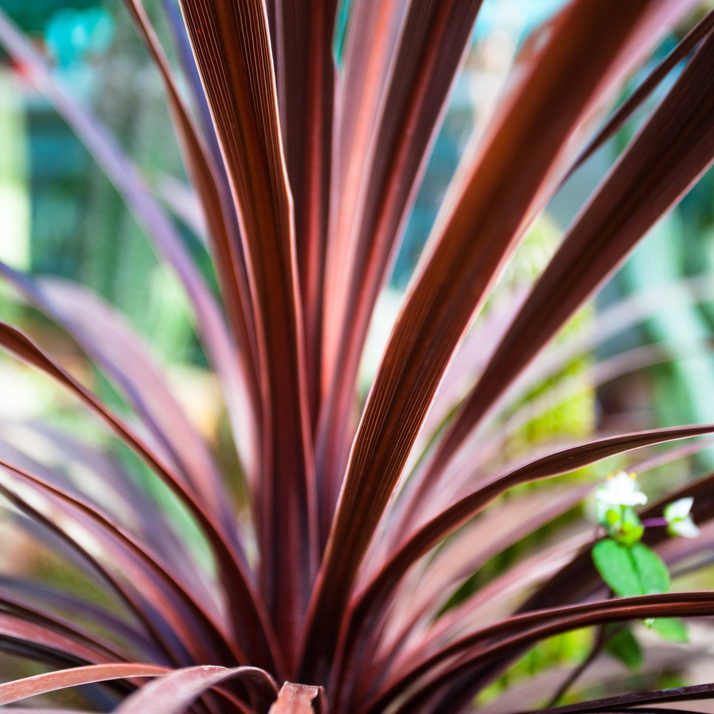 Cordyline australis 'Red Star'