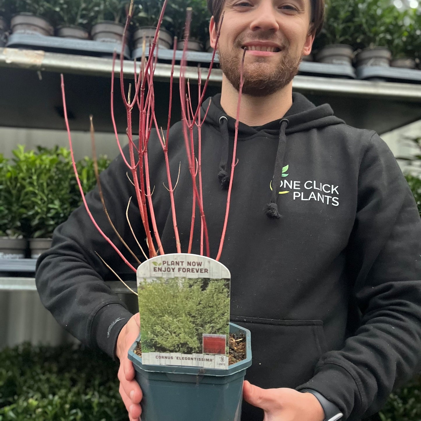 Cornus alba Elegantissima 1L / 2L