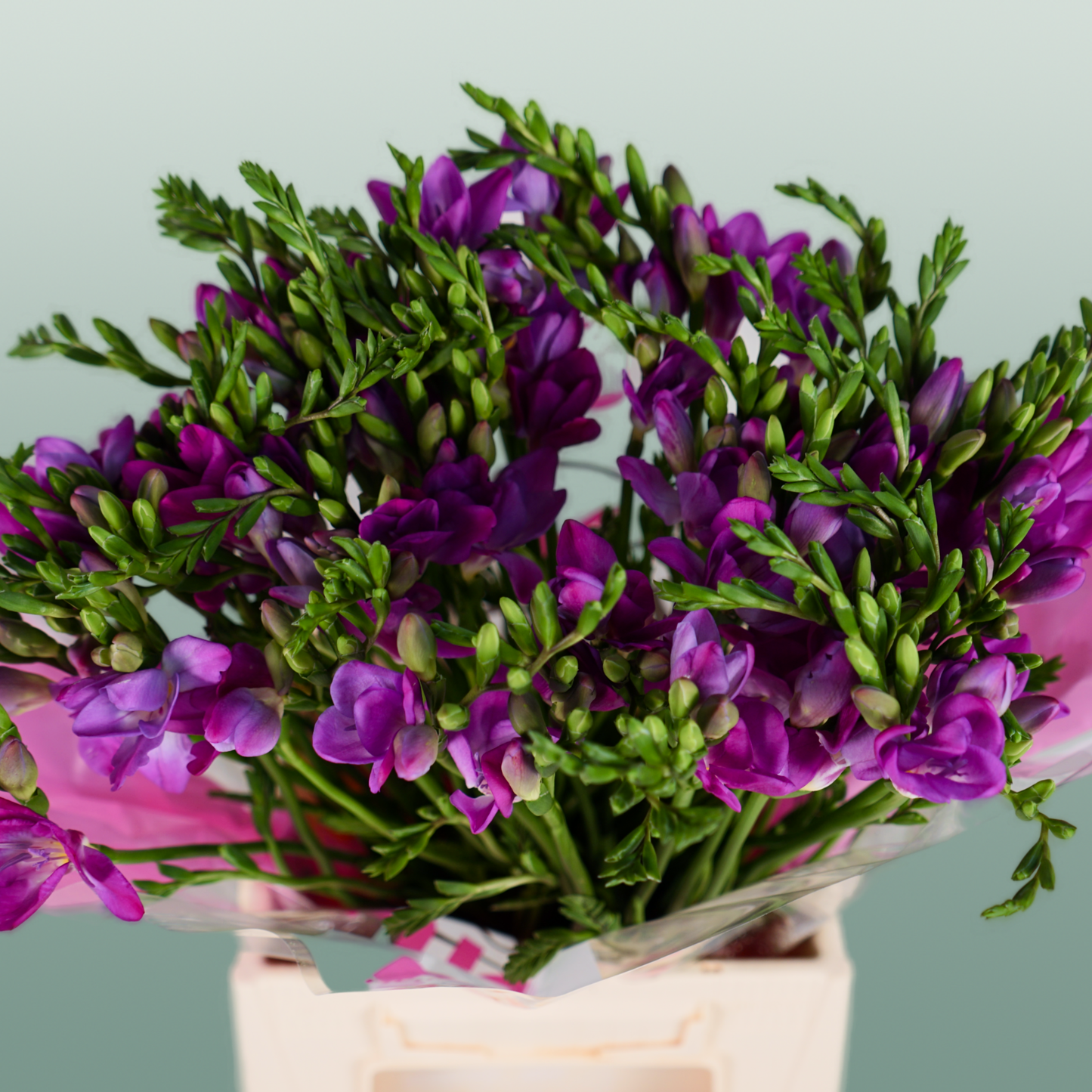 Freesia Costa