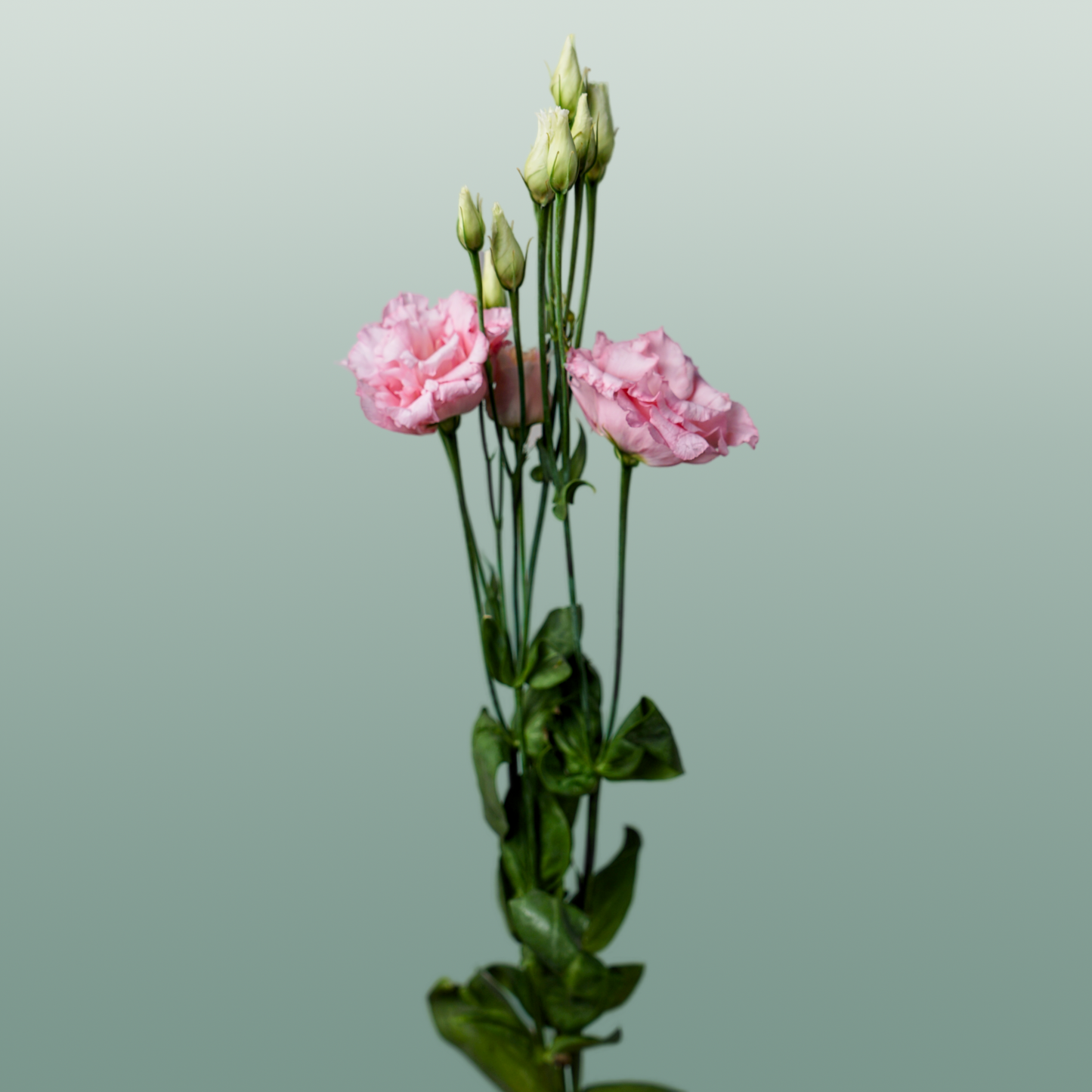 Pink Eustoma ‘Cotton Candy’ – 70cm Stems