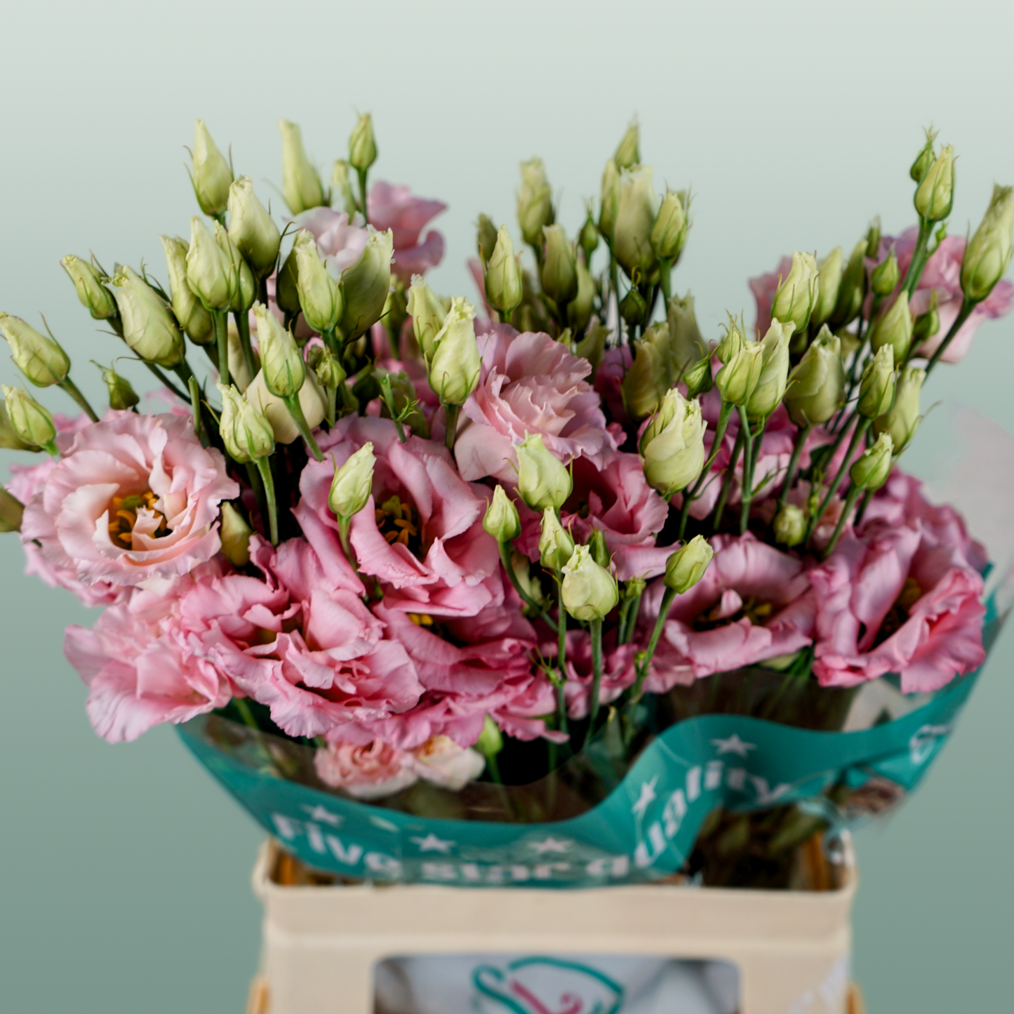 Pink Eustoma ‘Cotton Candy’ – 70cm Stems