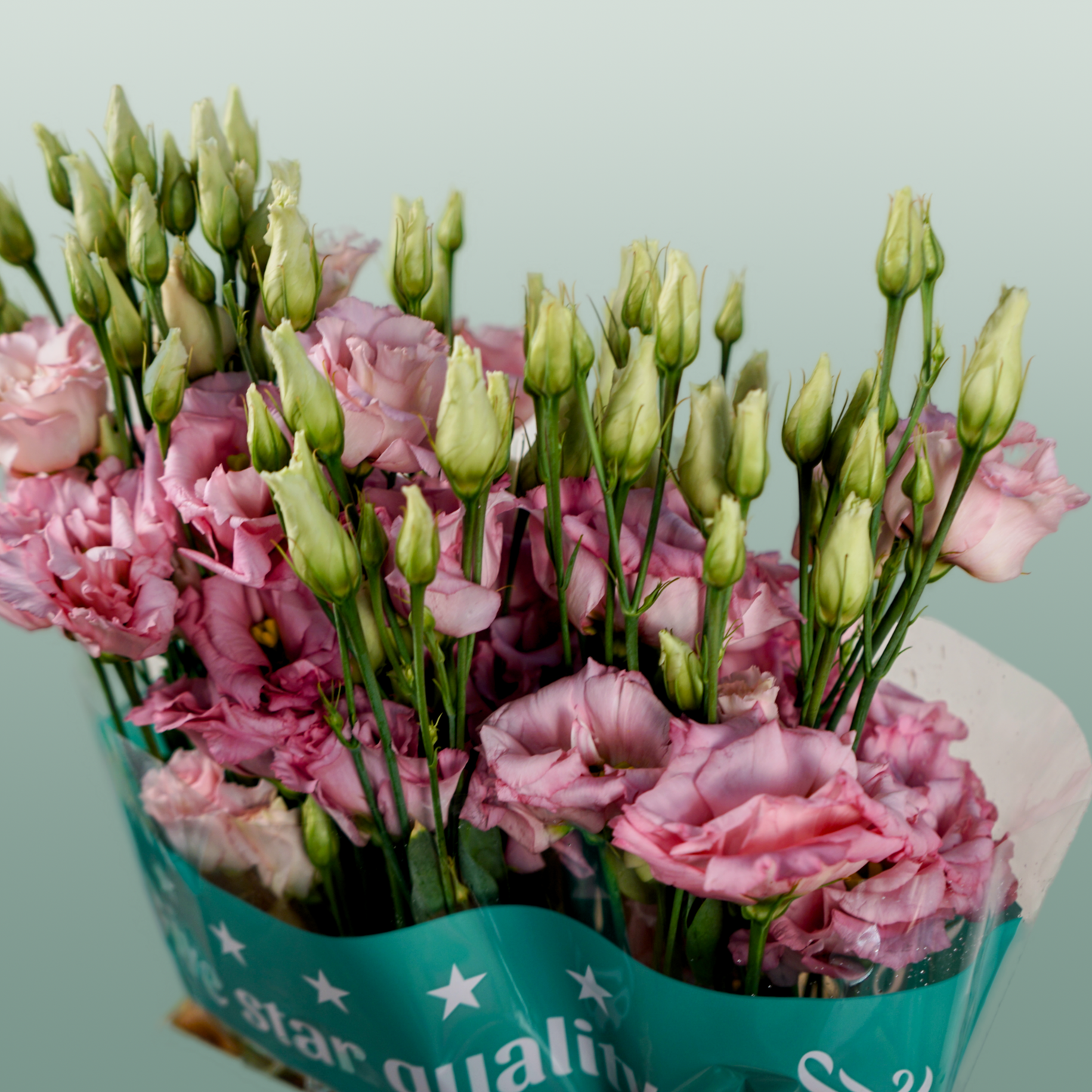Pink Eustoma ‘Cotton Candy’ – 70cm Stems