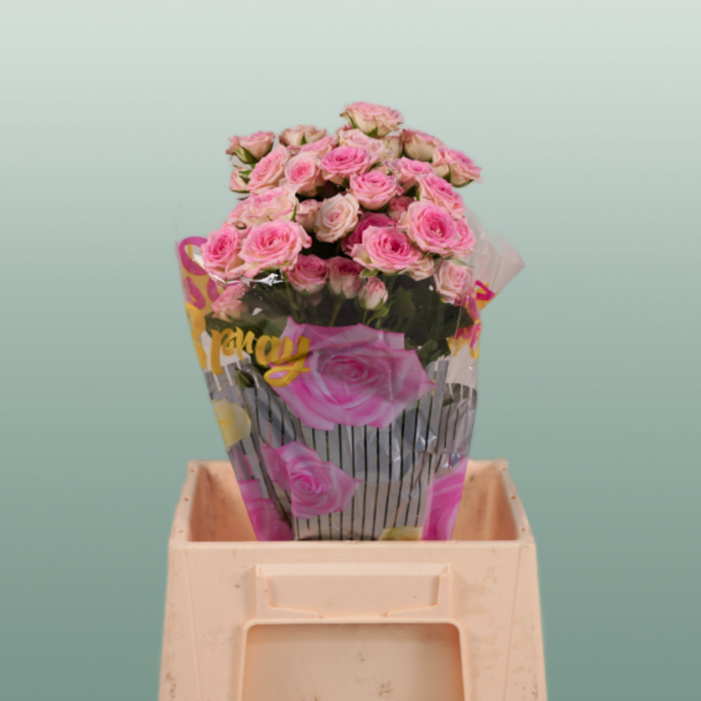 Spray Rose - Rosa - Creamy Twister