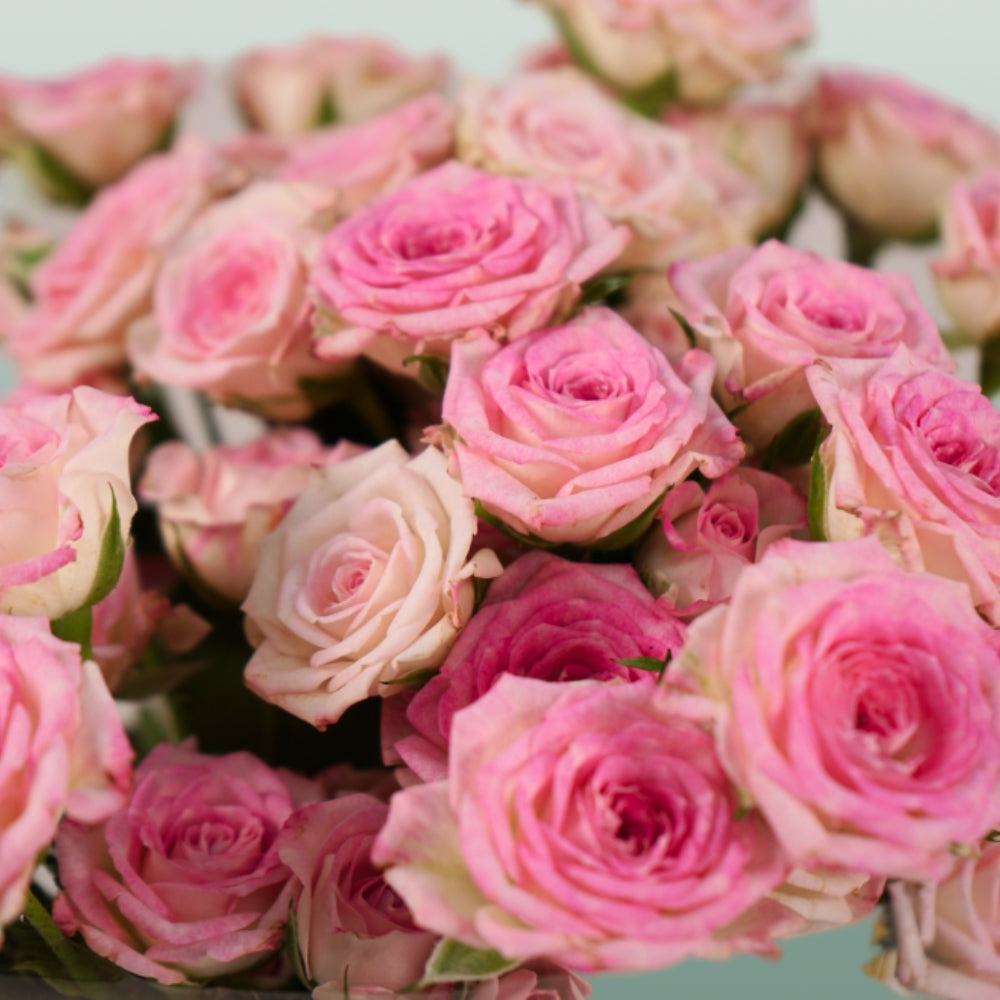 Spray Rose - Rosa - Creamy Twister