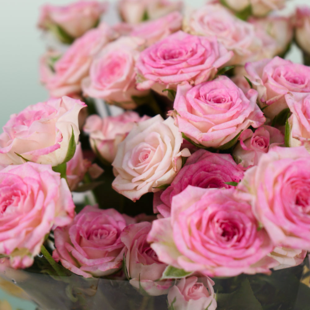 Spray Rose - Rosa - Creamy Twister