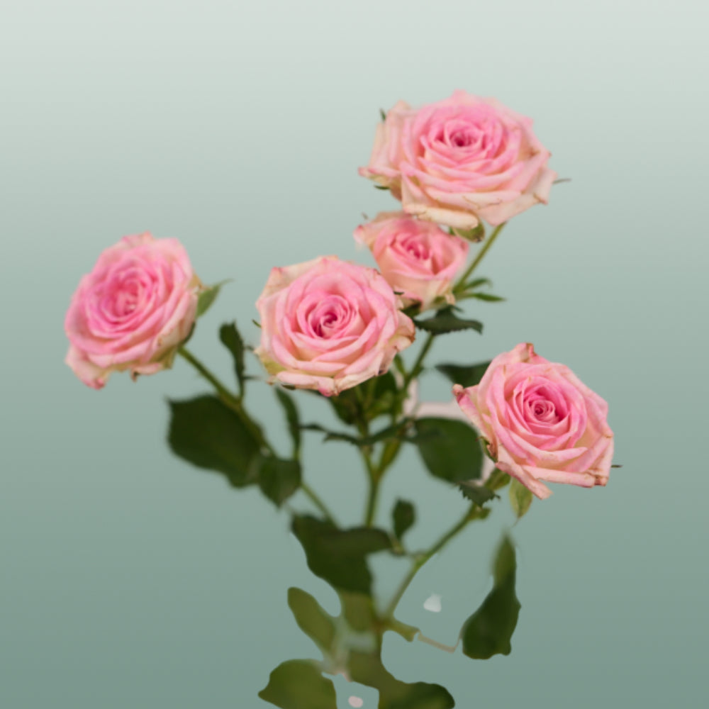 Spray Rose - Rosa - Creamy Twister