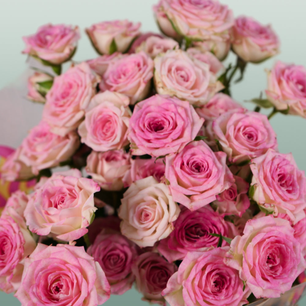 Spray Rose - Rosa - Creamy Twister