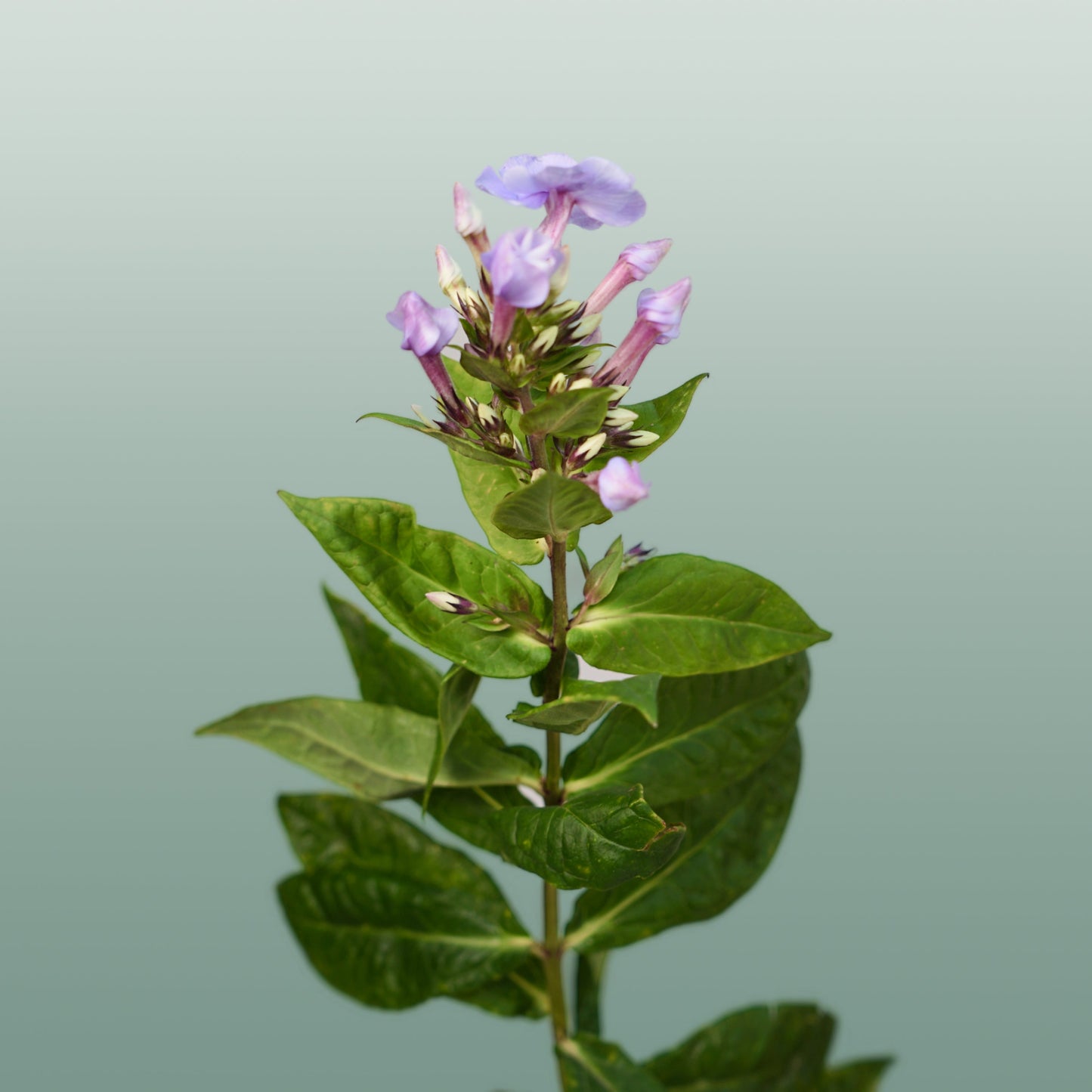 Phlox Crissy (20 Stems)
