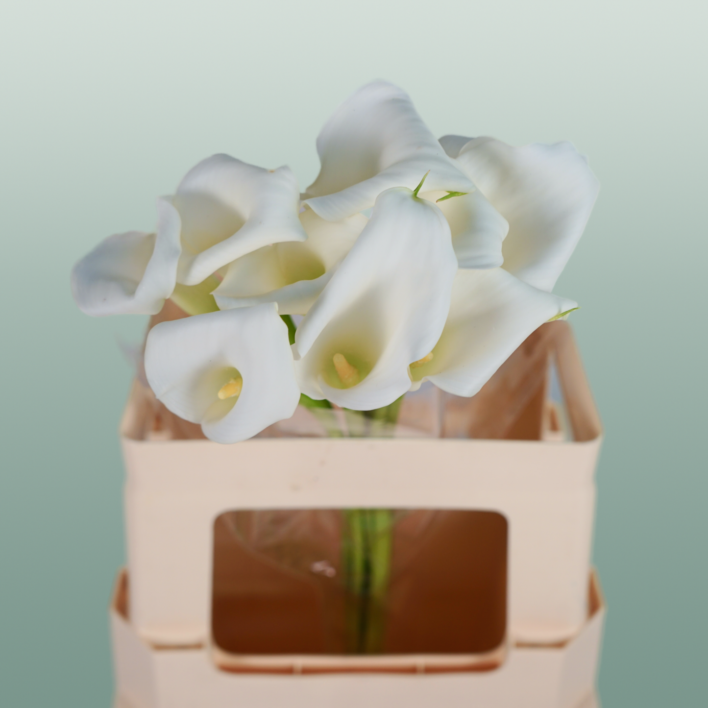 Calla Lily - Zantedeschia - Crystal Blush