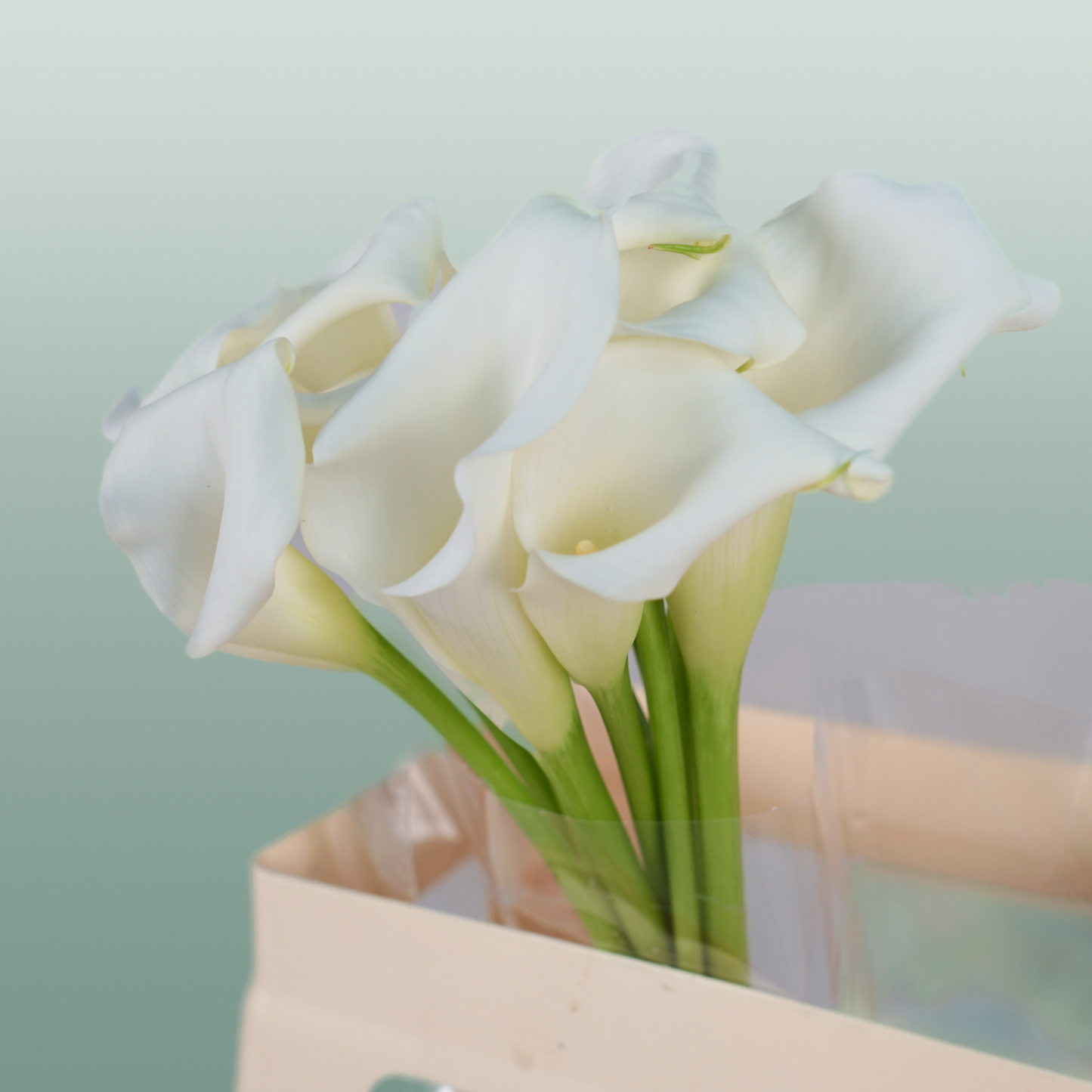Calla Lily - Zantedeschia - Crystal Blush