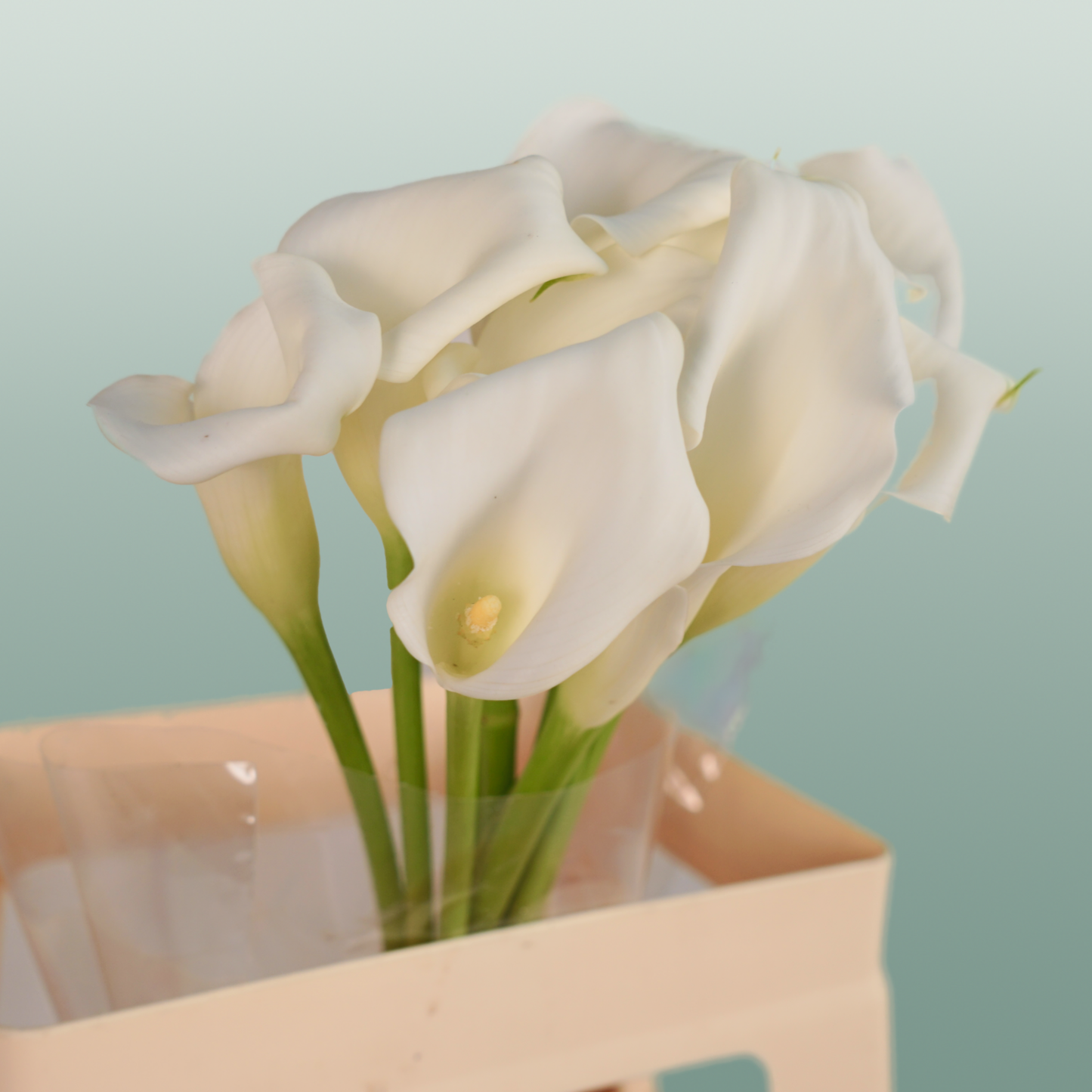 Calla Lily - Zantedeschia - Crystal Blush