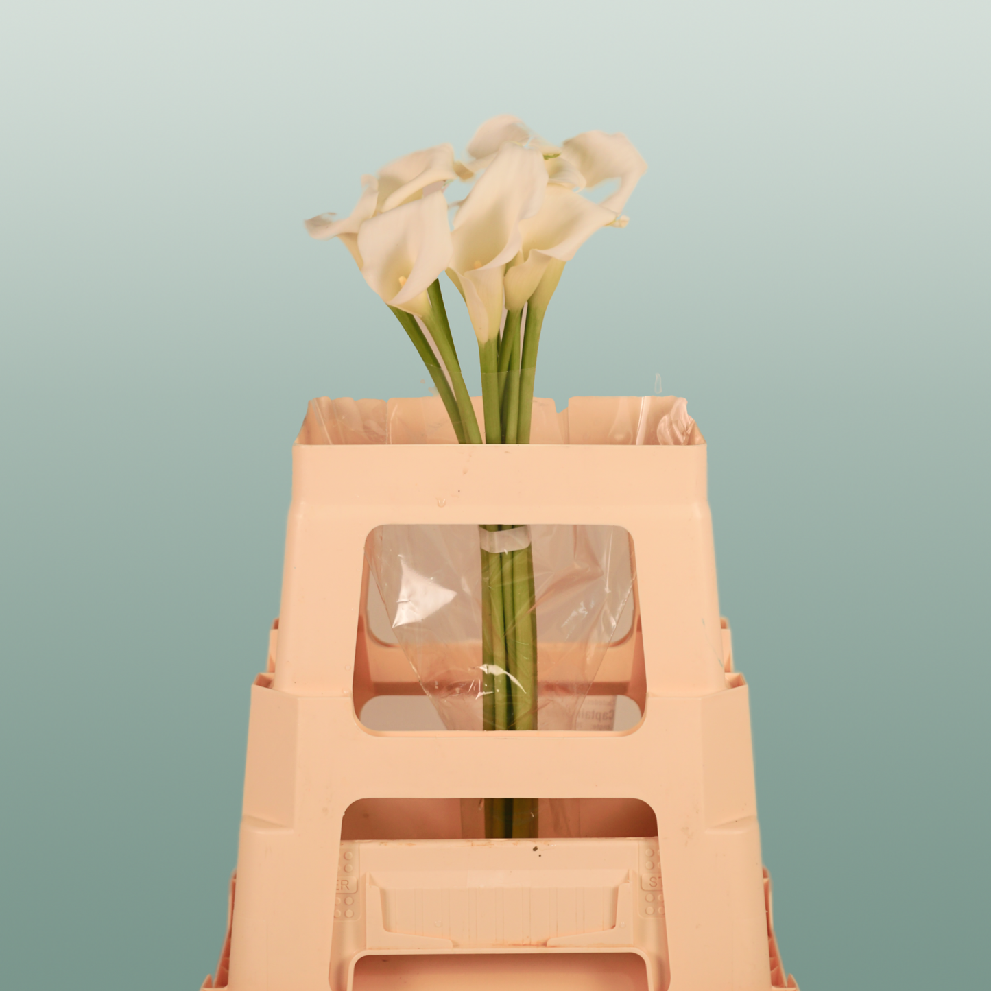 Calla Lily - Zantedeschia - Crystal Blush