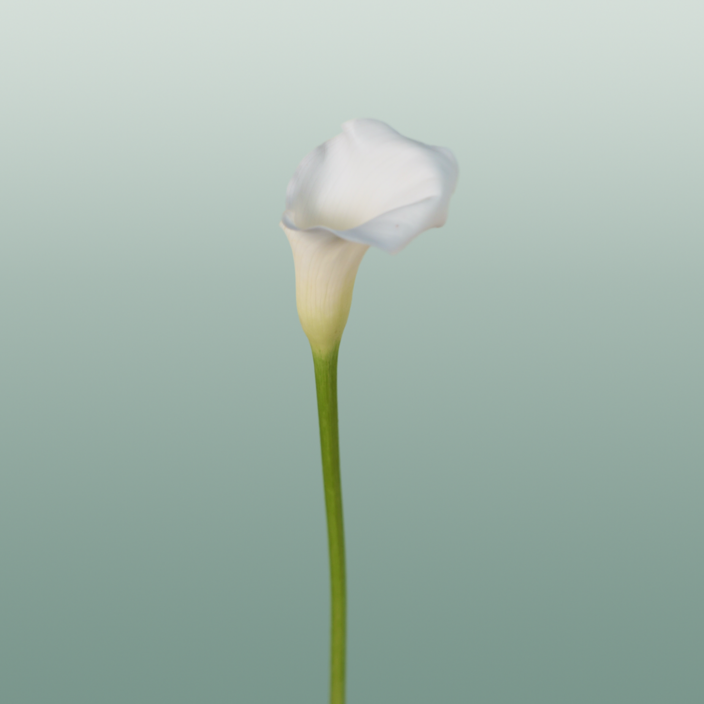 Calla Lily - Zantedeschia - Crystal Blush