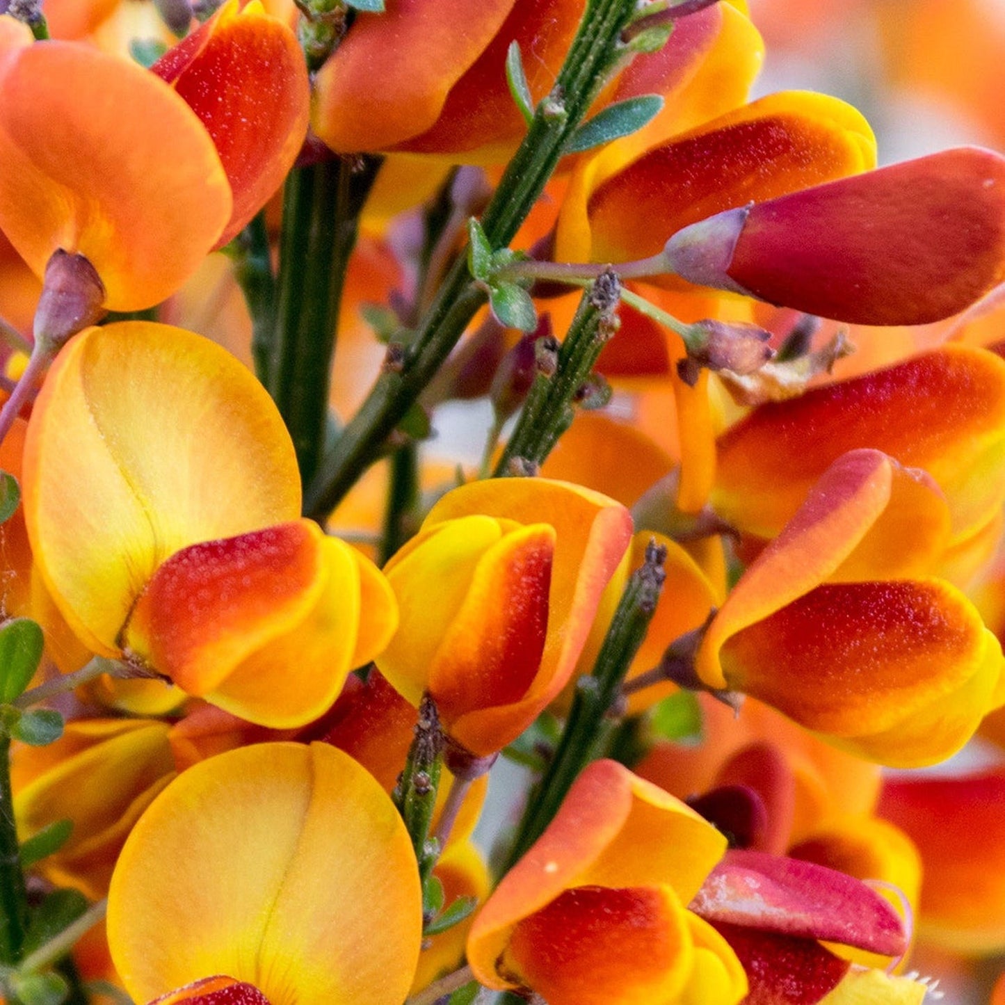 Cytisus €˜Killiney Red€™ 1L