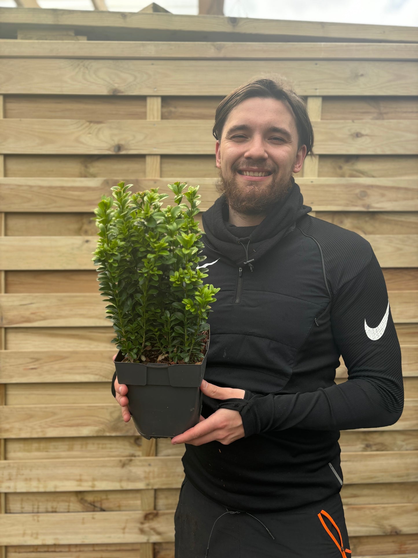 Buxus Hedging (very popular low garden hedge - ideal for framing borders)