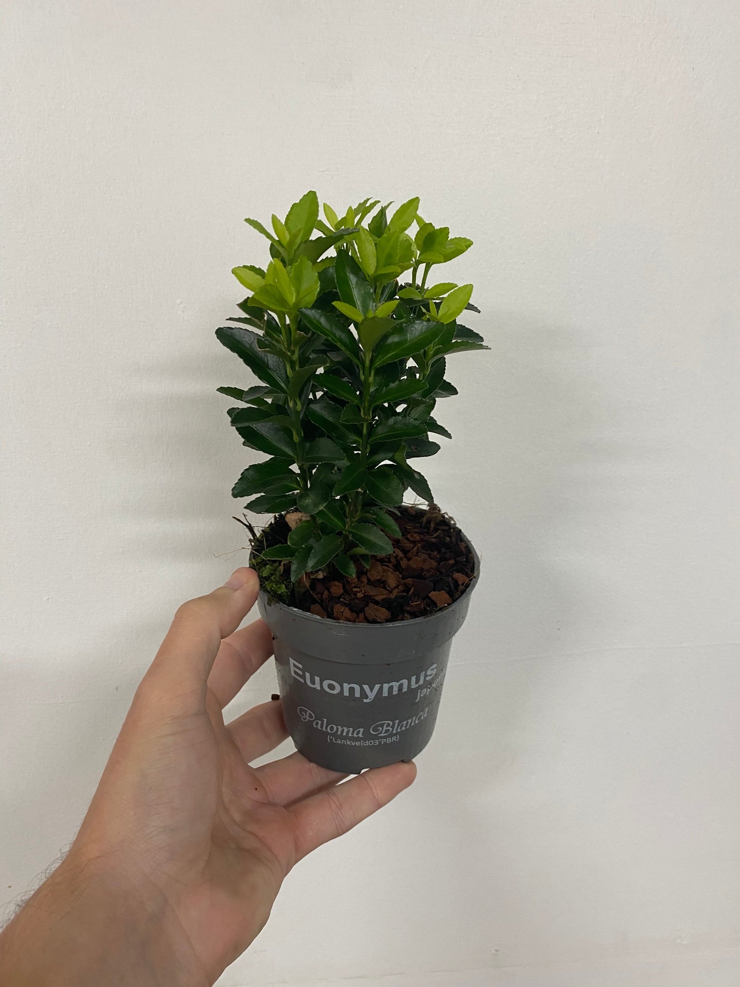 Euonymus fortunei 'Paloma Blanca' 9cm/1.5L/2L.