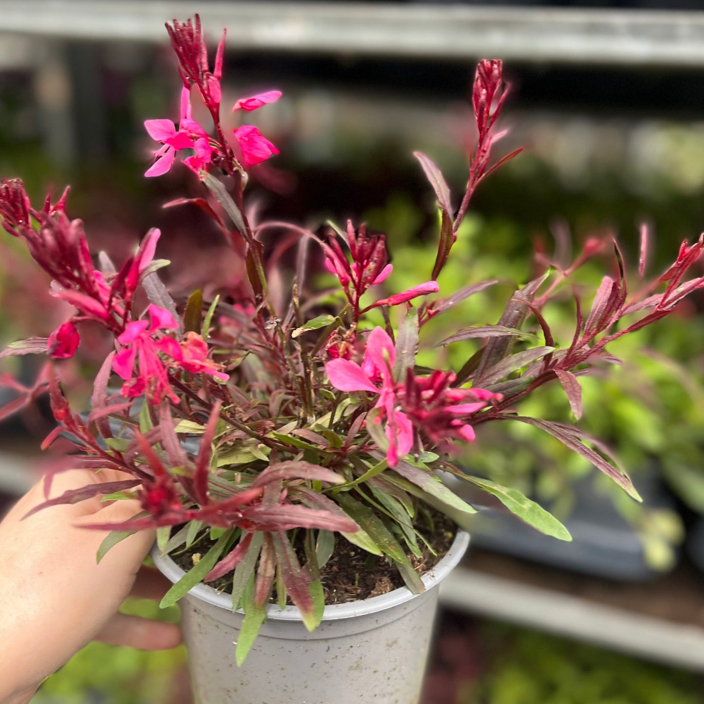 Gaura lindheimeri Gaudi Red 9cm/1.5L