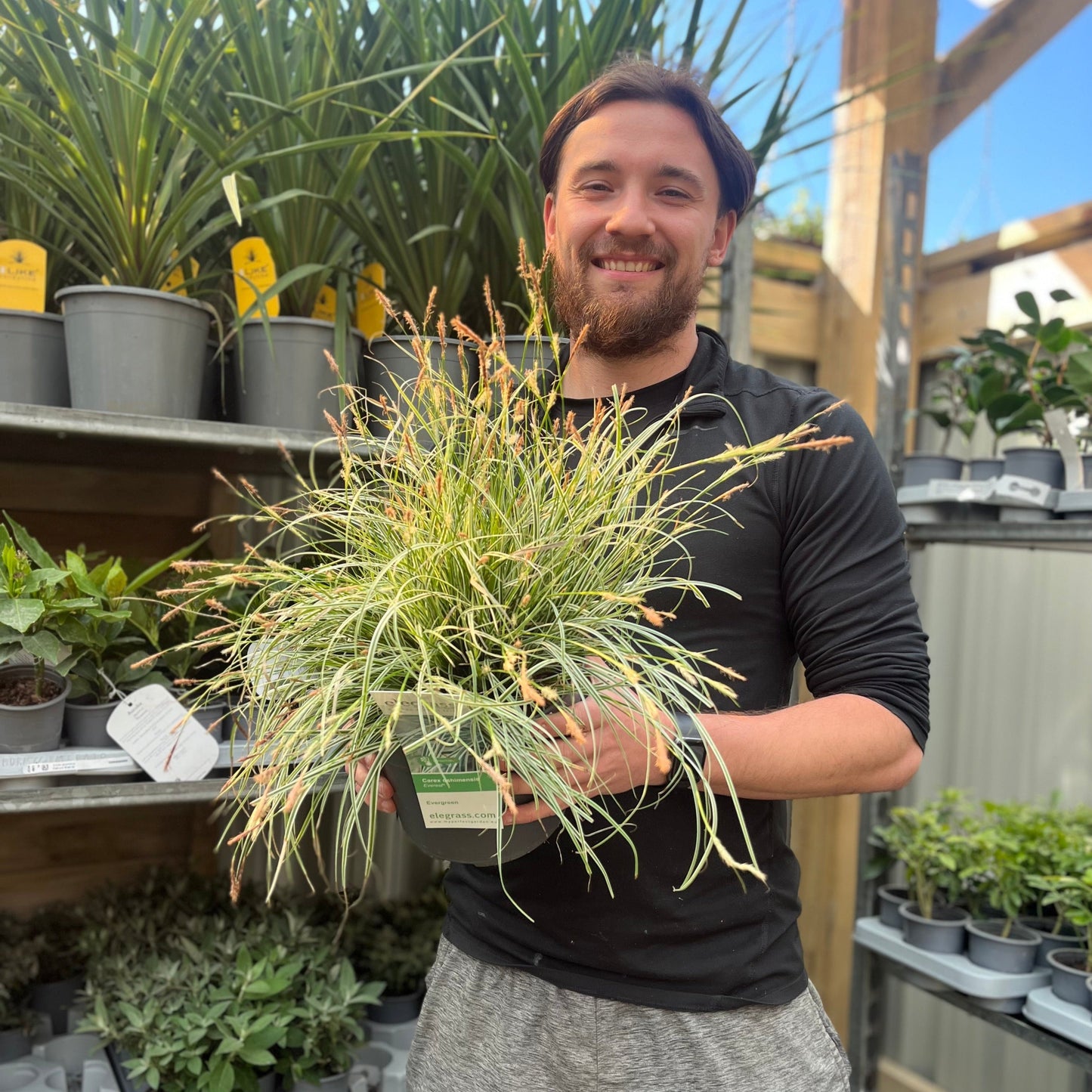 Carex - Everest | Ornamental Grass 9cm / 1L / 2L
