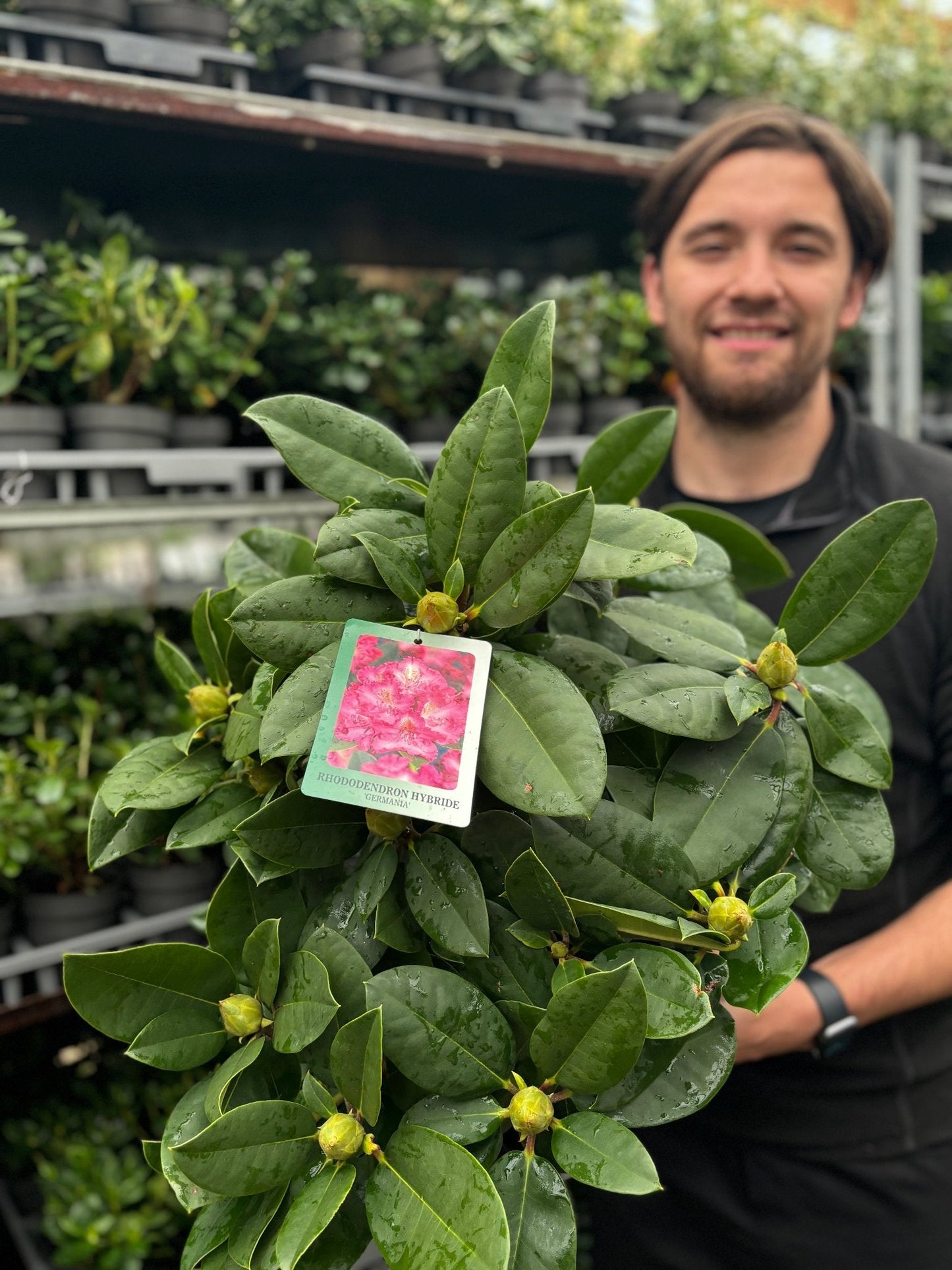 Rhododendron 'Germania' 2L /5L