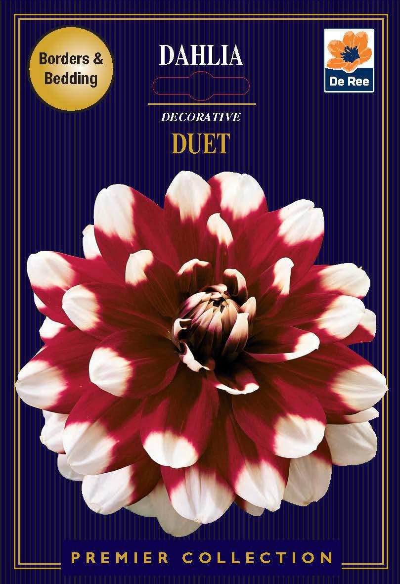 Dahlia Decorative | Duet | 1 Tubers