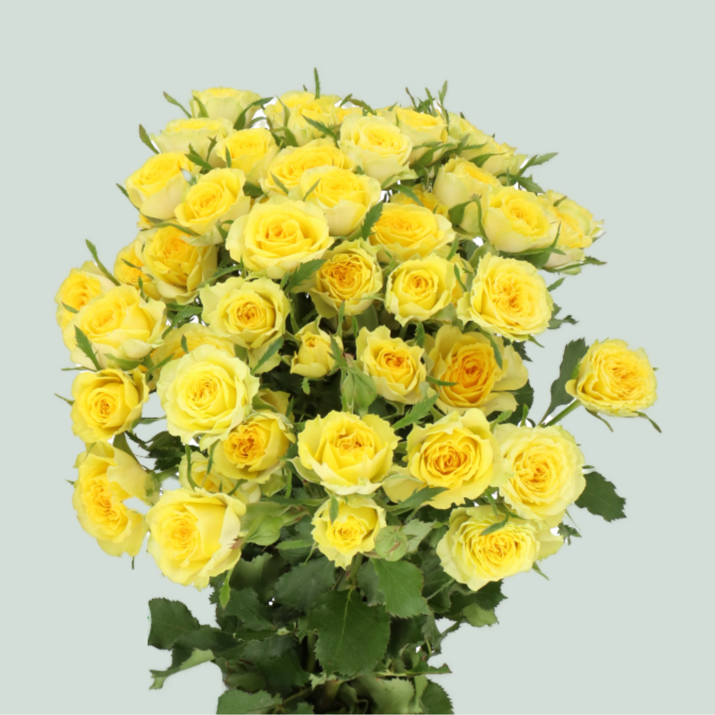 Spray Rose - Rosa - Bandolero
