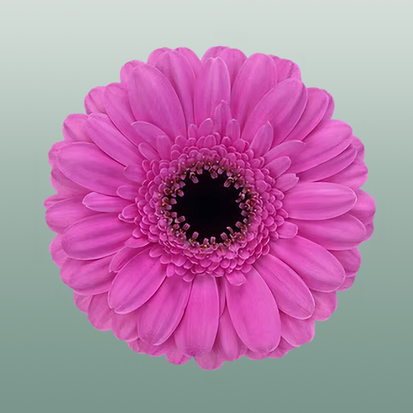 Germini Dolcetto