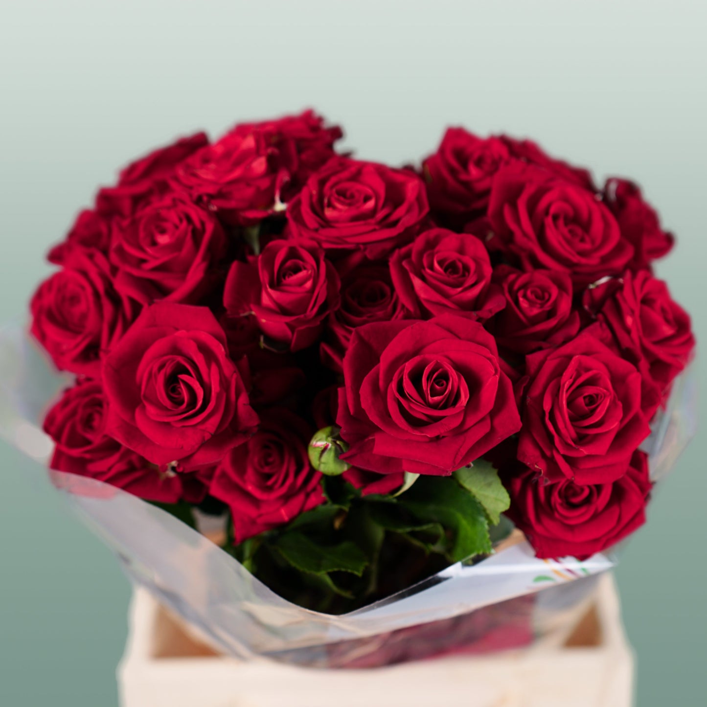Spray Rose - Rosa - Dominica
