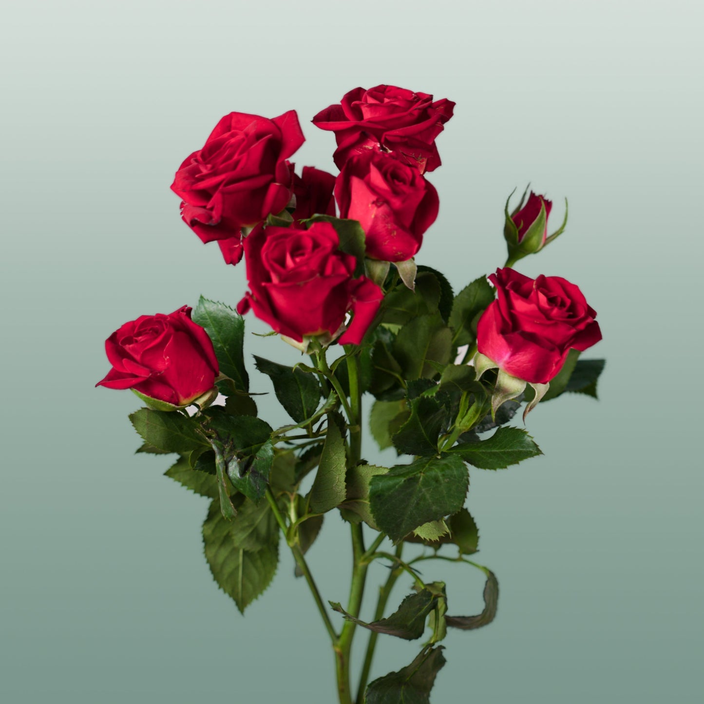Spray Rose - Rosa - Dominica