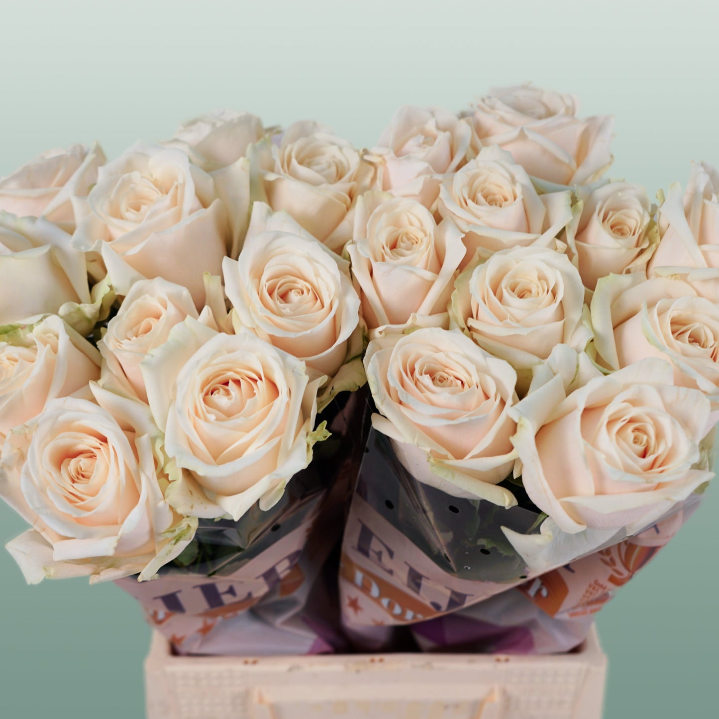 Rose - Dorchester+
