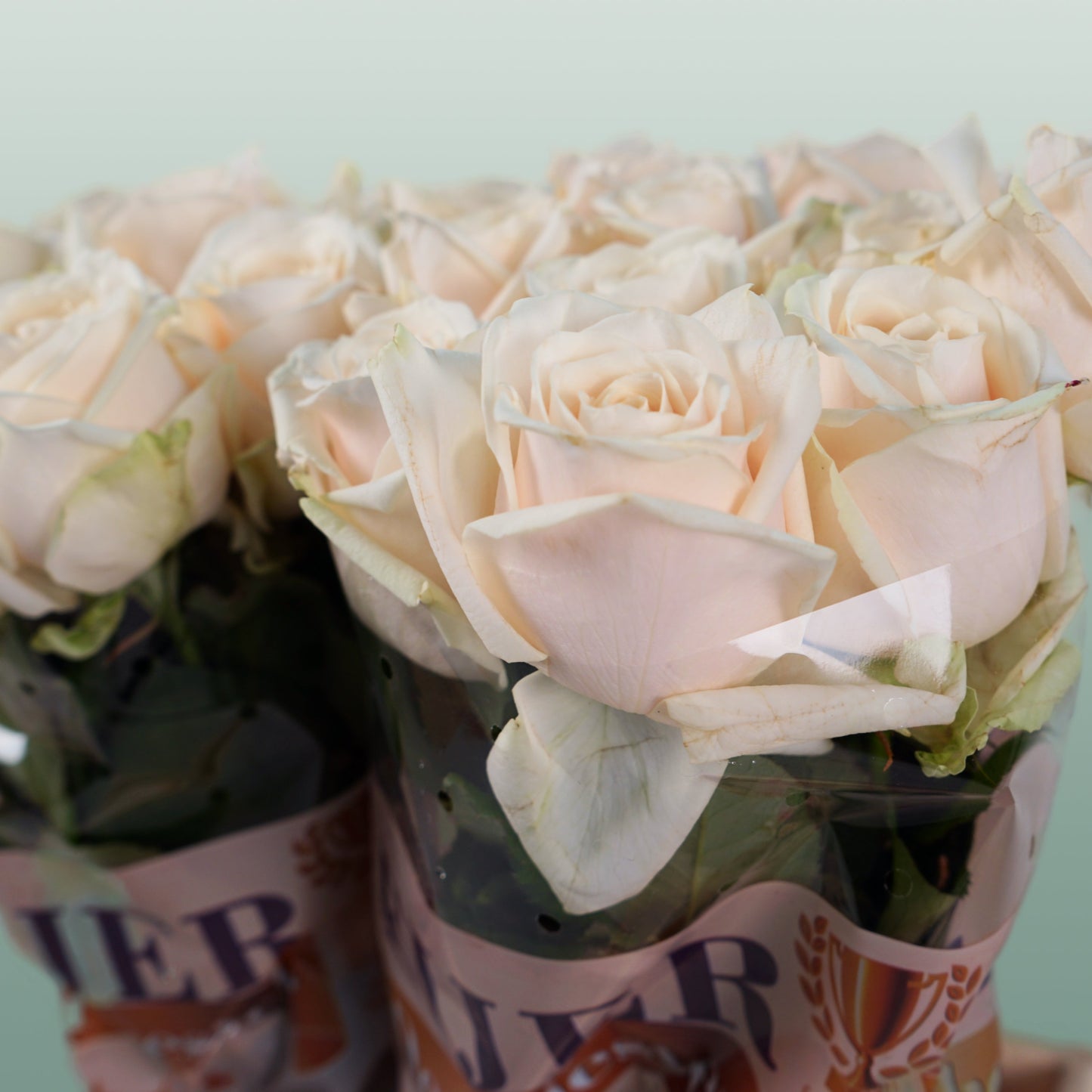 Rose - Dorchester+