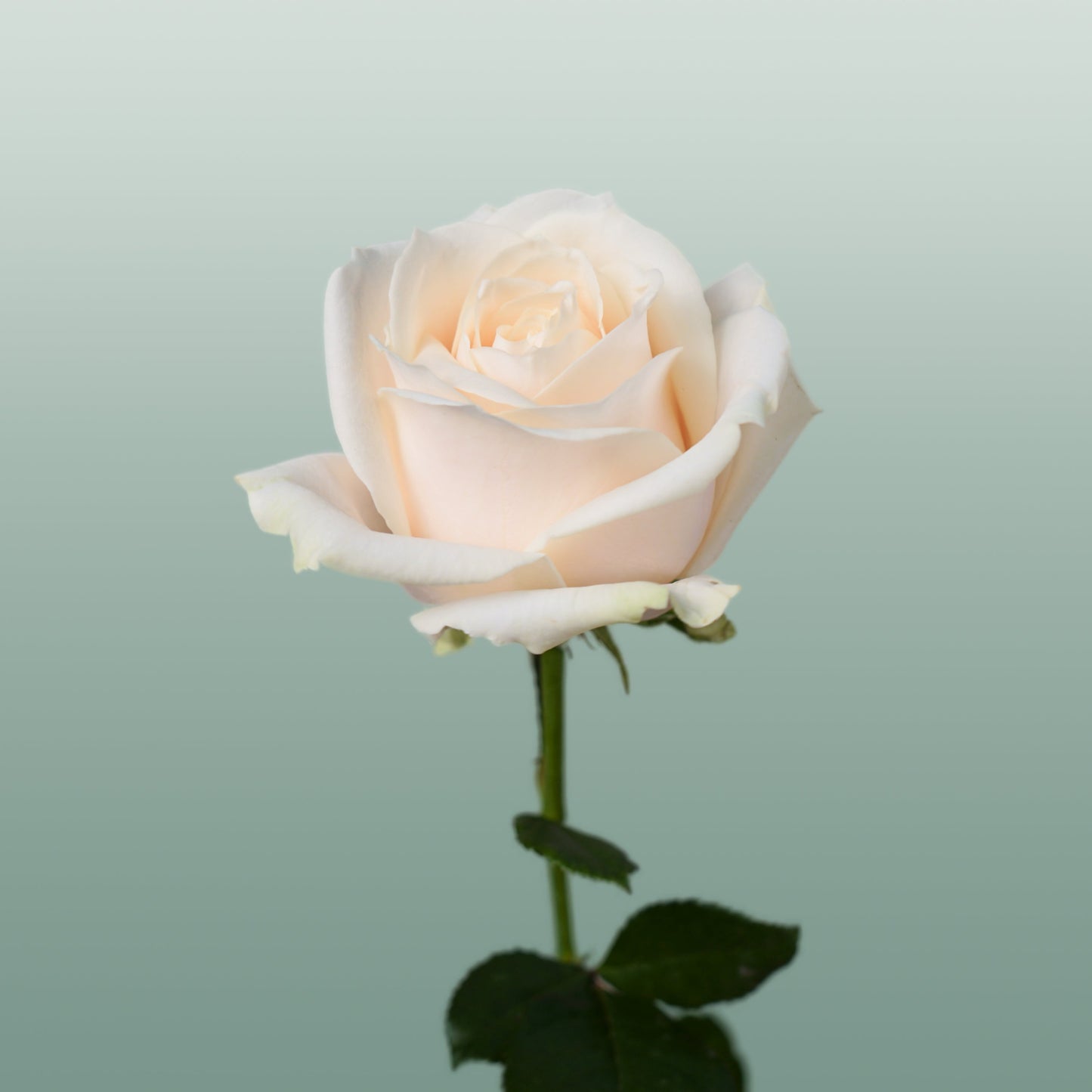 Rose - Dorchester+