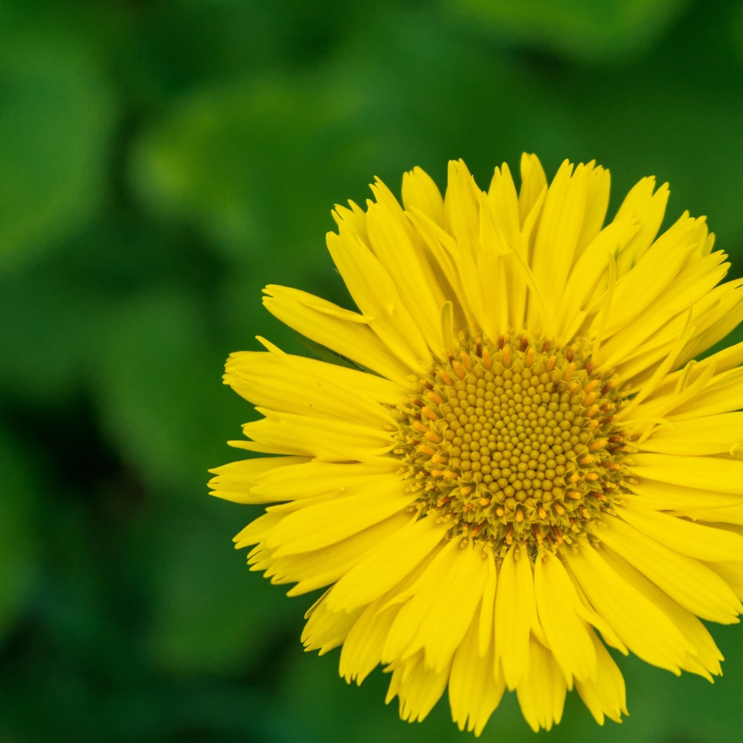 Doronicum orientale 'Little Leo' 9cm