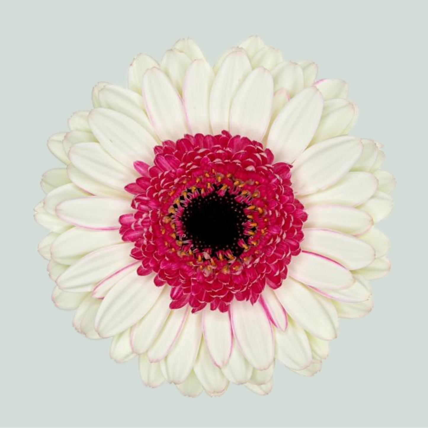 White Double Fun Germini Cut Flowers – 50cm Stems