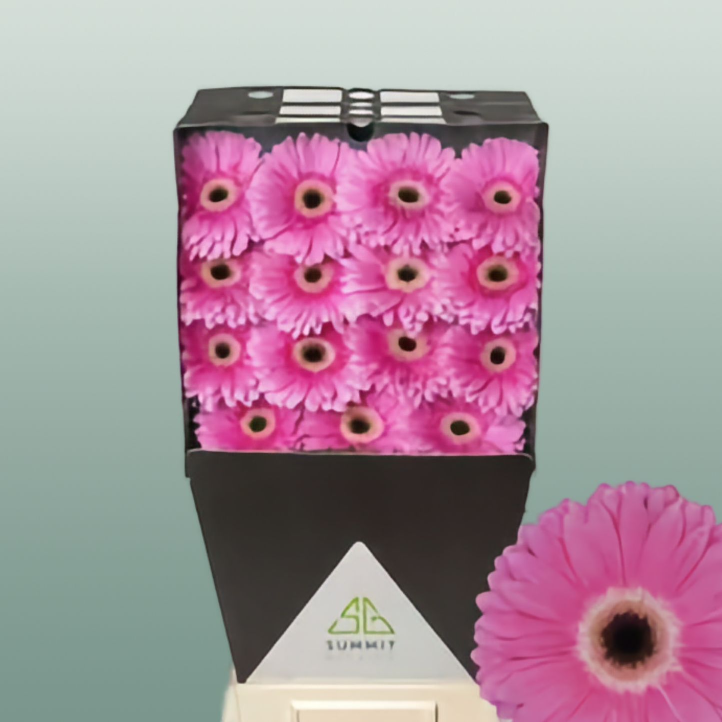Gerbera - Gerbera - Dreamer