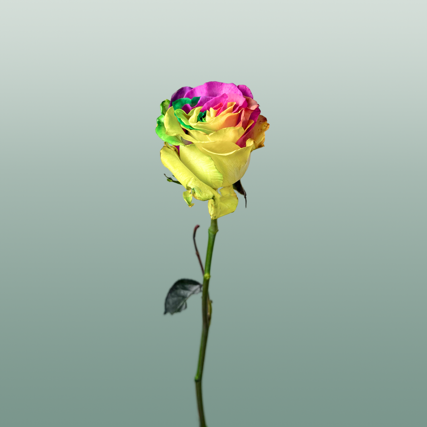 Rose Eq Rainbow