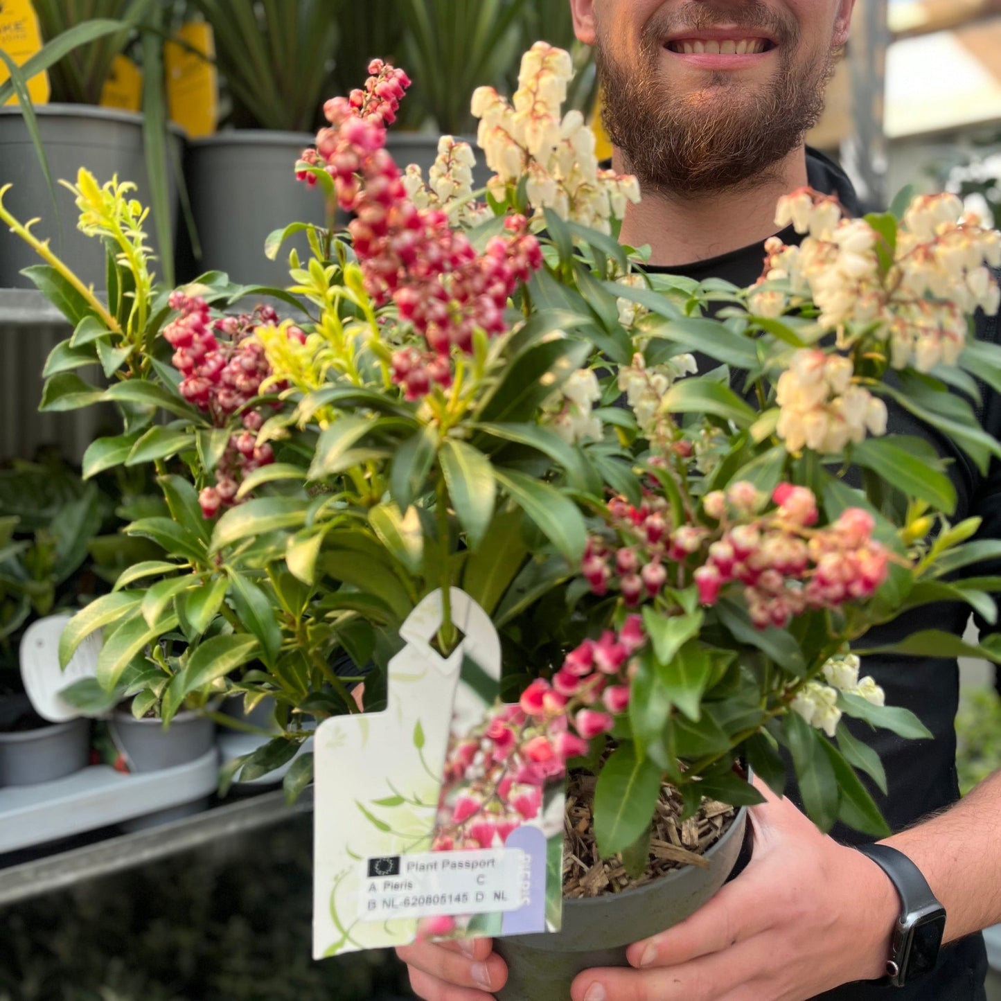 Pieris japonica 'Twins€™ 2L (50-60cm)