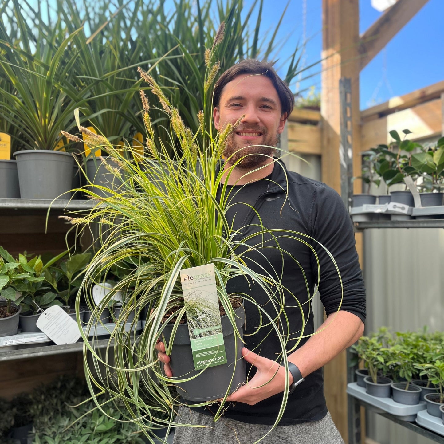 Carex 'Feather Falls' 3L